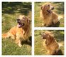 Male Golden Retriever avec pedigree et test de...