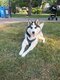 Husky Sibérien