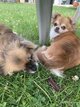 2 femelles chihuahuas ensemble uniquement