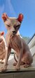 Chat Sphynx mâle