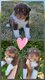 Adorables Bergers Australiens élevés en famille