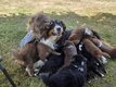 Adorables Bergers Australiens élevés en famille