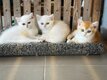 3 adorables chatonnes British Shorthair 🐾