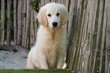 Magnifiques chiots Golden Retriever, avec pedigree