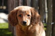Magnifiques chiots Labradoodle (type labrador)...