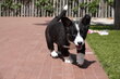 Magnifiques chiot Welsh Corgi Cardigan, avec...