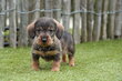 Teckels nains à poil dur, avec pedigree (couleur...