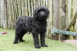Chiots Mini Labradoodle noirs et chocolat avec...