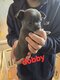Male chihuahua et 1 femelle de 14mois