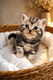 Scottish straight black silver tabby blotched...