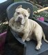 American bully mâle à donner