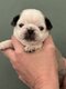 Chiot carlin avec pedigree