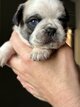 Chiot carlin avec pedigree