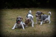 Chiots Jack Russell bleu lilac