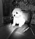 à réserver Bichon frisé