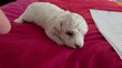 à réserver Bichon frisé