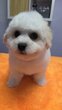 Bichon frisé