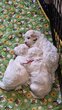 à réserver Bichon frisé