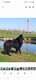 Chiot groenendael