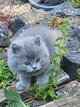 Chatons British Shorthair/Longhair