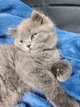 Chatons British Shorthair/Longhair