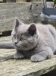 Chatons British Shorthair/Longhair