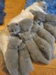 Chatons British Shorthair/Longhair