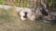 Chiots berger americain miniature