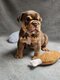 Chiots Bouledogues Anglais exotiques, choco,...