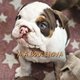 Chiots Bouledogues Anglais exotiques, choco,...