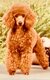 Youston Superbe Caniche Toy abricot - Pedigree...