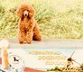Youston caniche toy fauve orangé avec pedigree...