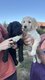Chiots goldendoodle