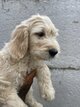 Chiots goldendoodle