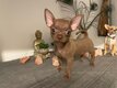 Magnifique chihuahua toys deux mâles une femelle