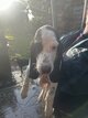 Beagle harrier croisé gascon