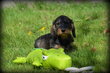 Chiots Teckel poil dur