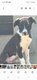 Chiot border collie