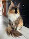2 Femelles Maine Coon à adopter