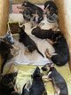 4 berger adorables cherchent nouvelles familles