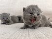 Magnifique british shorthair