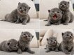 Magnifique british shorthair