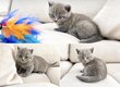 Il nous reste encore 2 chatons...