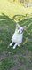 Chien à vendre