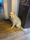 &agrave; donner berger blanc suisse