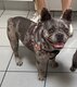 Haty Bouledogue français