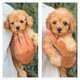 Magnifiques chiots caniche teacup (format micro)