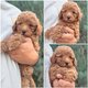 Magnifiques chiots caniche teacup (format micro)