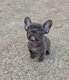 Bouledogue français merle bleu