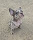 Bouledogue français merle bleu